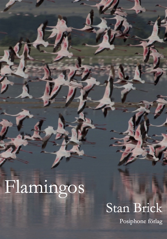 Flamingos