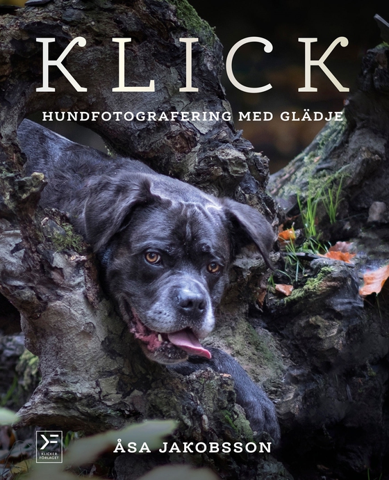 KLICK - hundfotografering med glädje