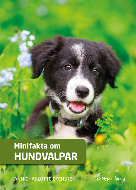 Minifakta om hundvalpar