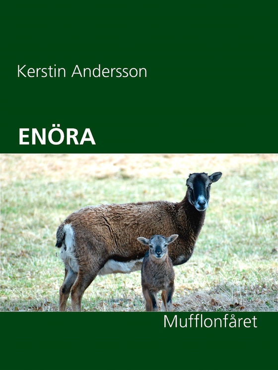 ENÖRA: Mufflonfåret