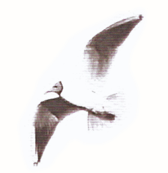 Jatkoa kirjalle Siipirikko nousee lentoon: Osa 2