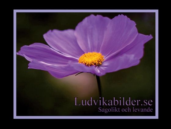 Ludvikabilder.se - Sagolikt och levande (e-bok) av Text- och Bildgrupen, Ludvika Kommun