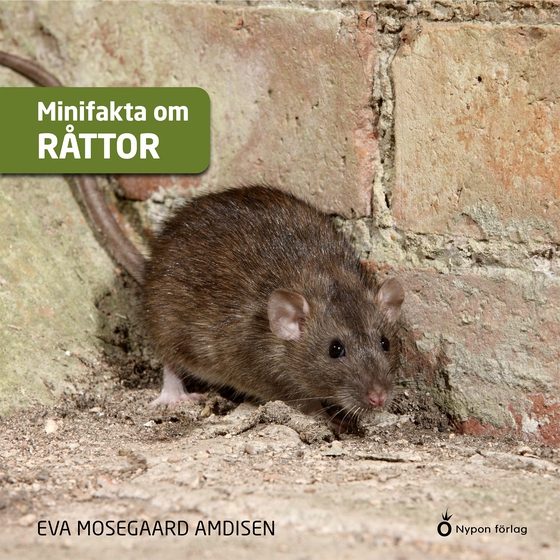 Minifakta om råttor