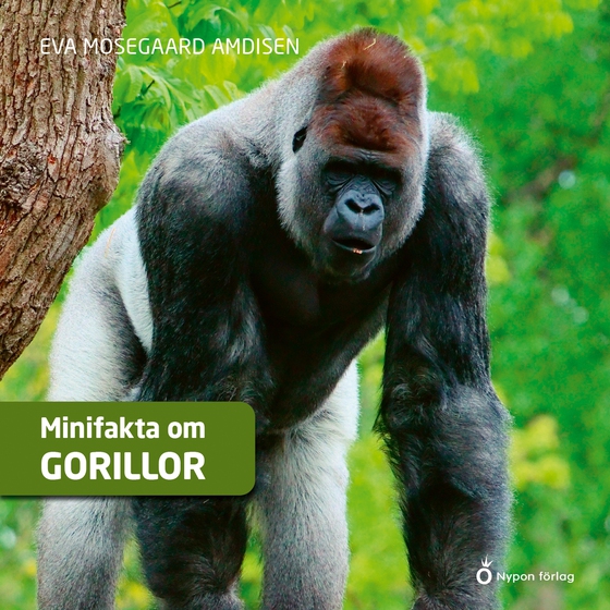 Minifakta om gorillor
