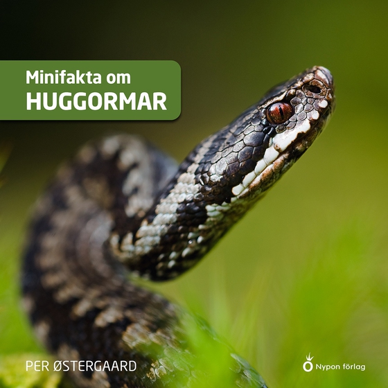 Minifakta om huggormar