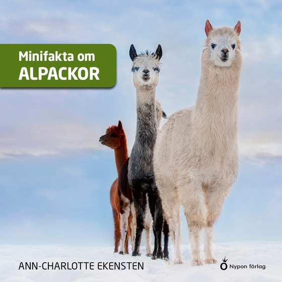Minifakta om alpackor