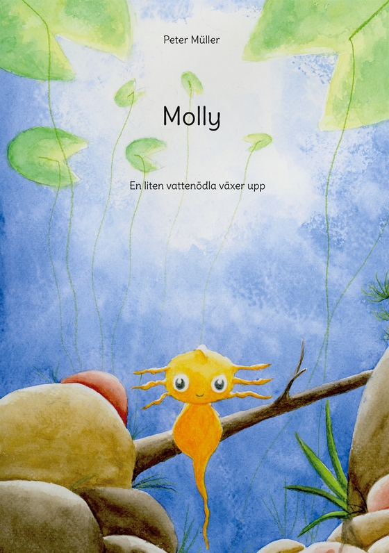 Molly: En liten vattenödla växer upp