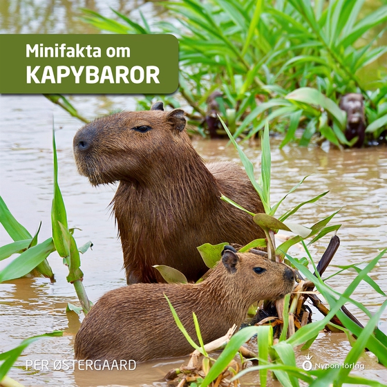 Minifakta om kapybaror