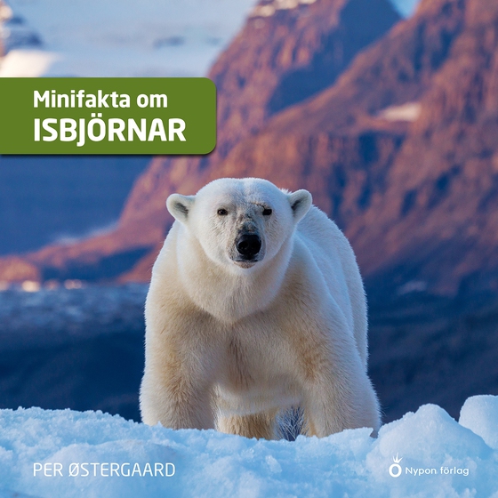 Minifakta om isbjörnar
