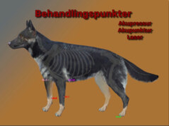 Behandlingspunkter. HUND