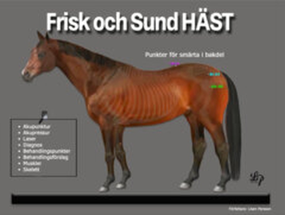 Frisk och Sund HÄST