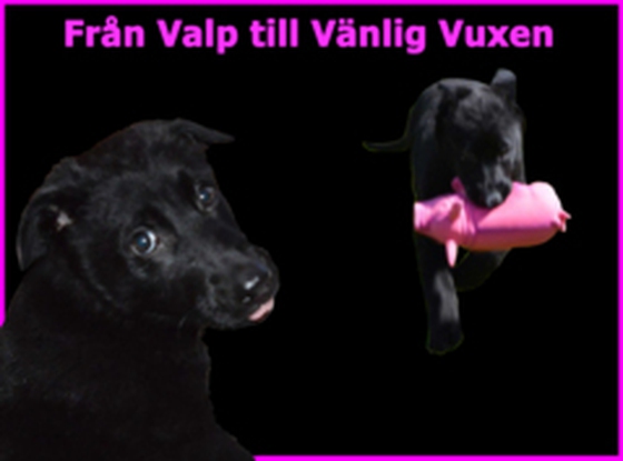 Från Valp till Vänlig Vuxen